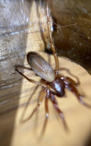 Réf. 296 303 : Harpactea rubicunda